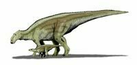 Maiasaura peeblesorum, a hadrosaur from Montana.  Drawing by: Nobu Tamura